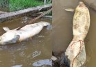 Tragédia em Muaná: Peixe-boi é encontrado morto em área de naufrágio que contaminou rio com óleo diesel na Ilha do Marajó