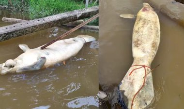 Tragédia em Muaná: Peixe-boi é encontrado morto em área de naufrágio que contaminou rio com óleo diesel na Ilha do Marajó