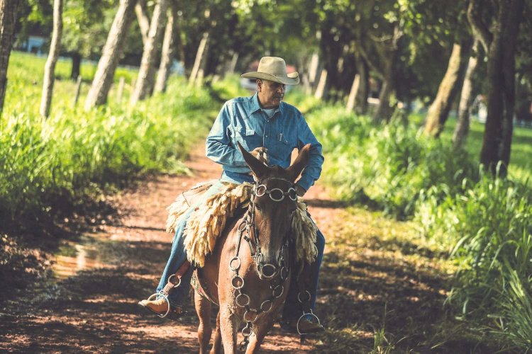 Paragominas | Fazenda | Agro