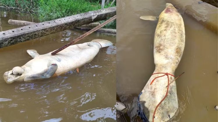 Tragédia em Muaná: Peixe-boi é encontrado morto em área de naufrágio que contaminou rio com óleo diesel na Ilha do Marajó